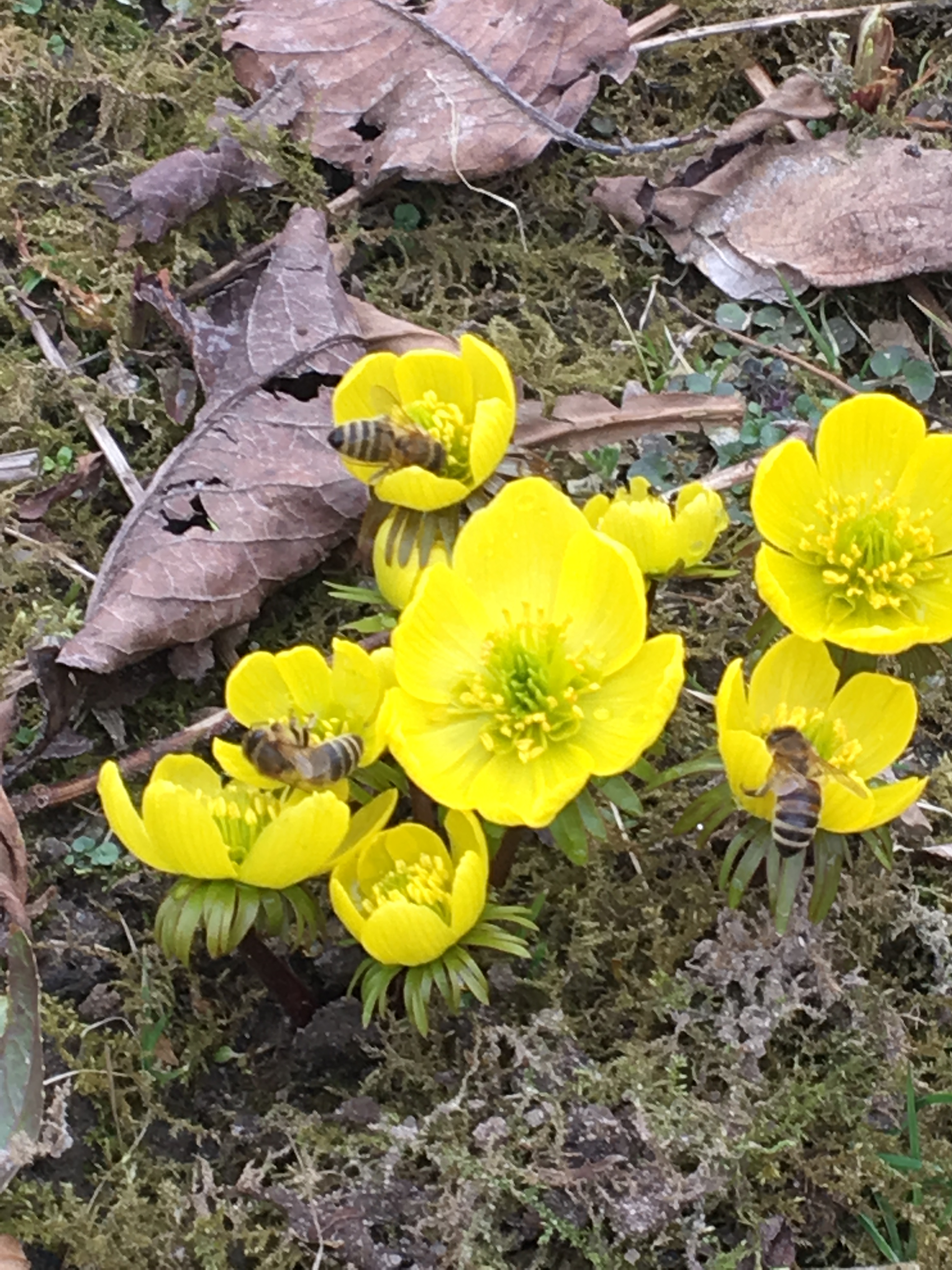 Bienen auf Winterlingen