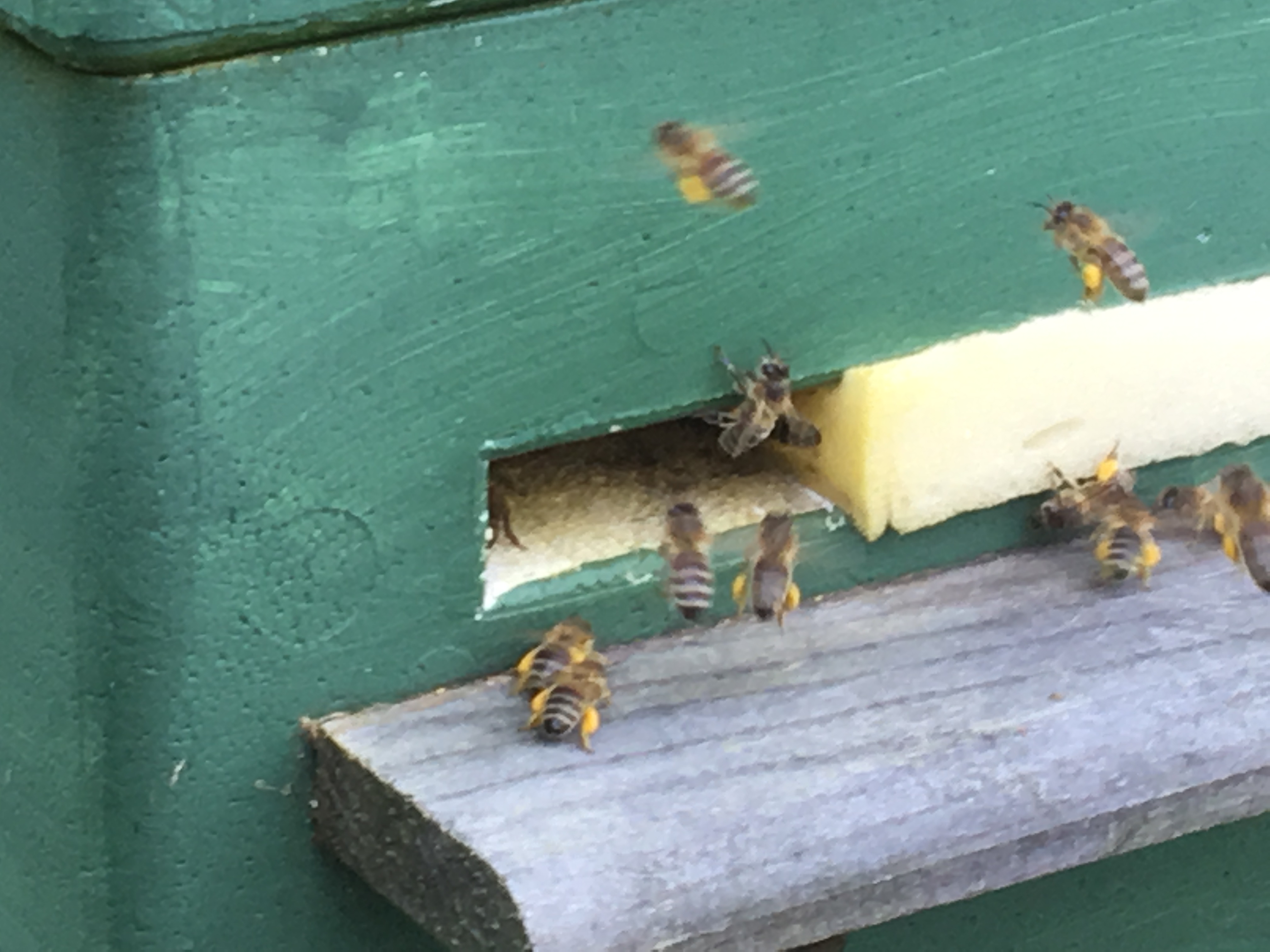 Pollen tragende Bienen