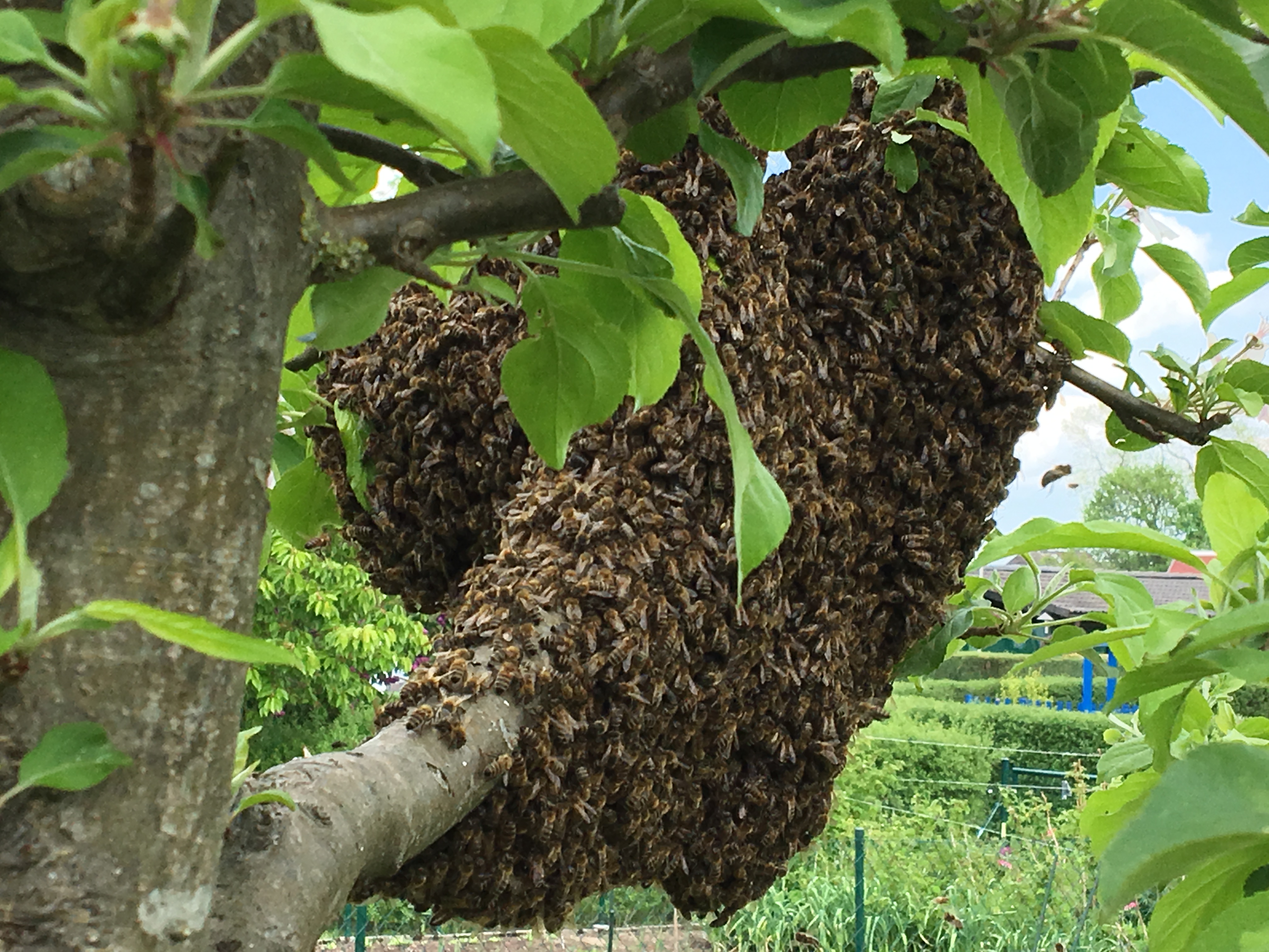 Bienenschwarm im Apfelbaum