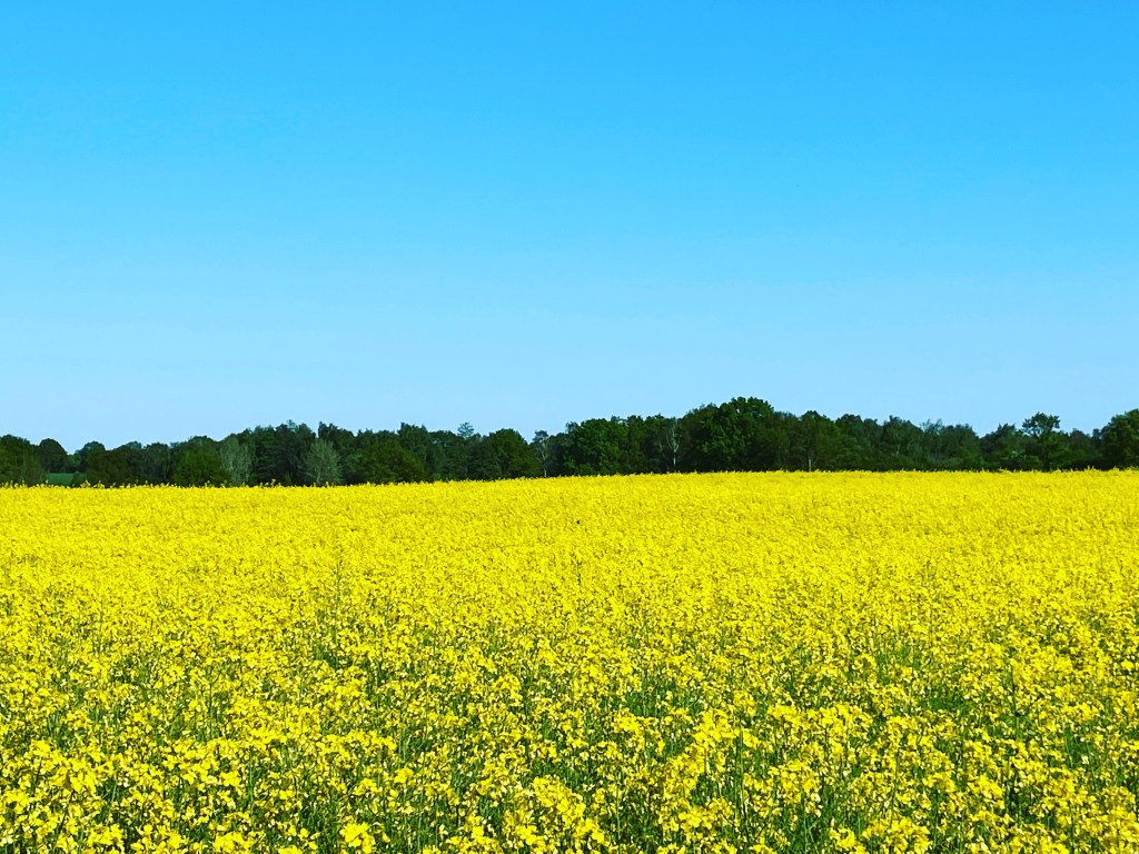 Rapsfeld in Siek
