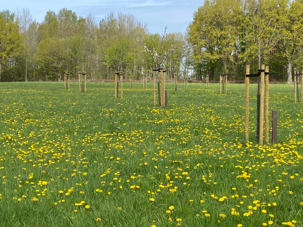 Löwenzahn und Obstbäume