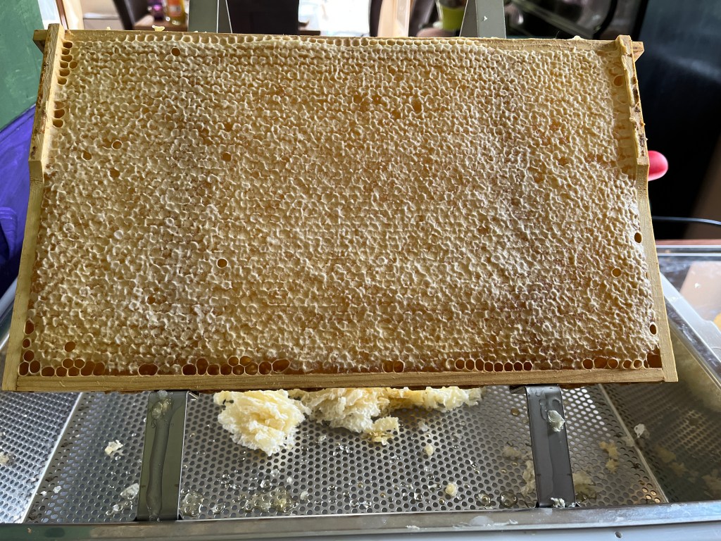 Verdeckelte Honigwabe