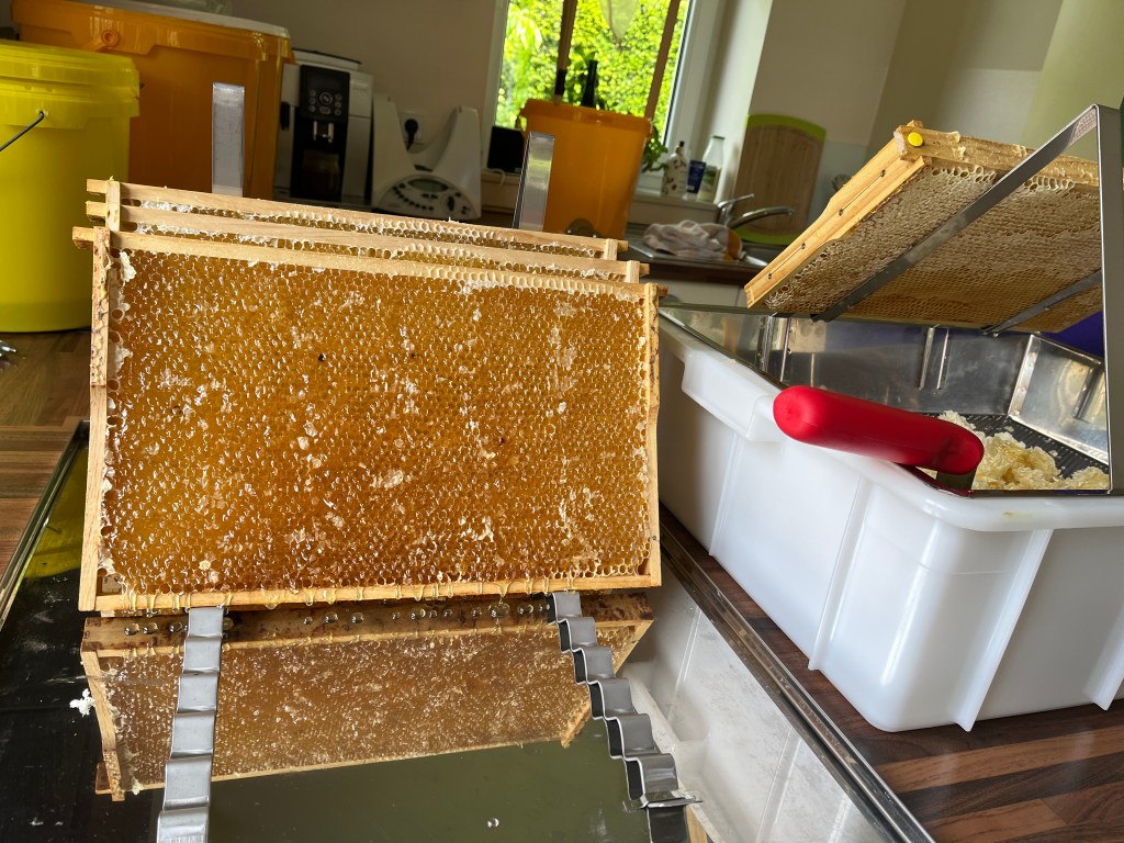 Entdeckelte Honigwabe