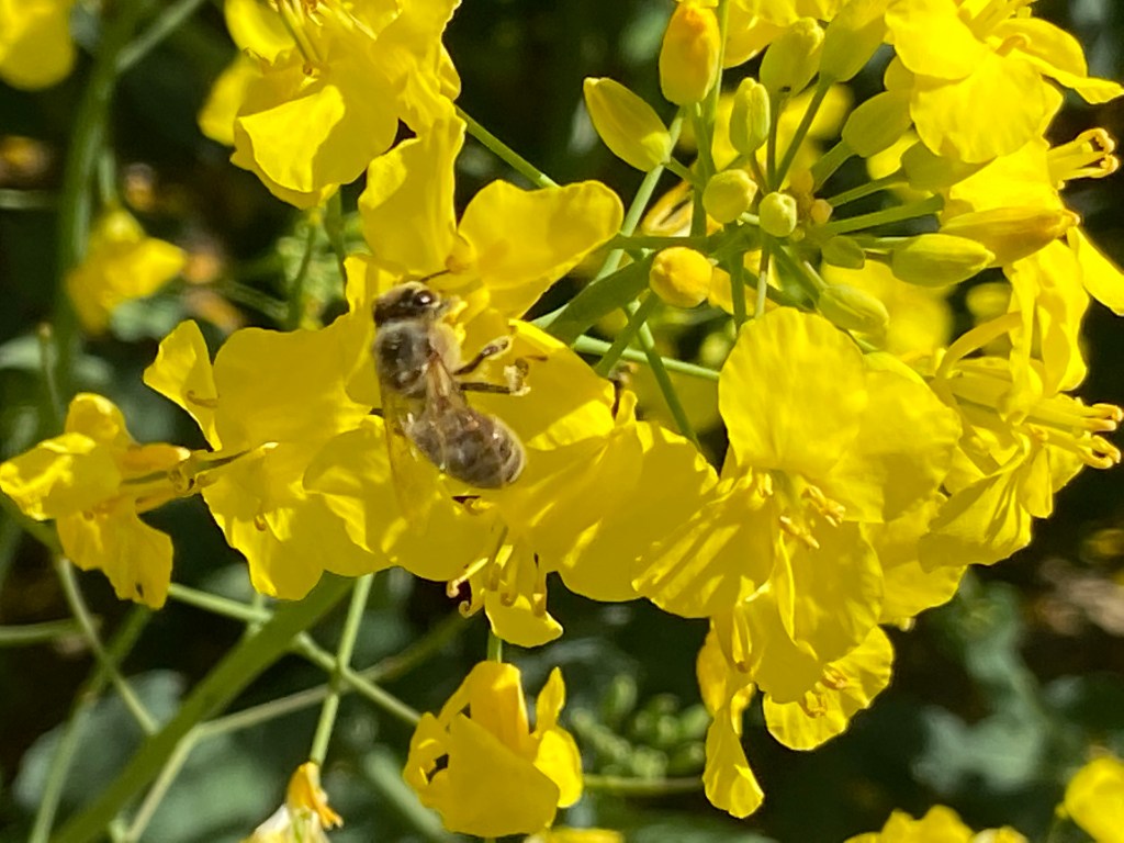 Biene in einer Rapsblüte