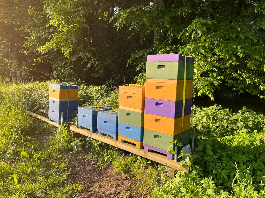 Wirtschaftsvölker und Ableger vor der Ernte in der Morgensonne